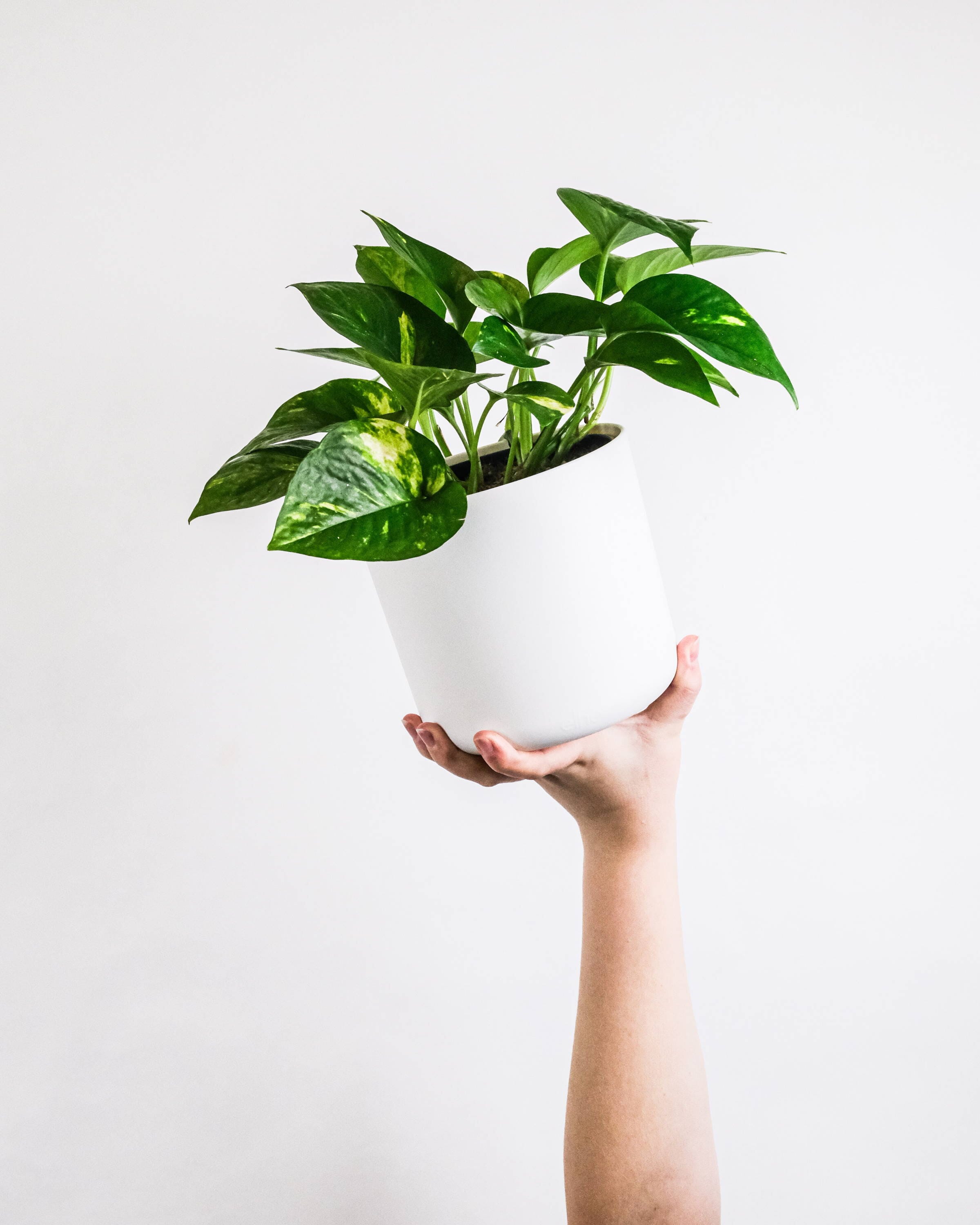 8 Reasons Why You Should Consider Buying a Fake Pothos Plant  Nearly  Natural