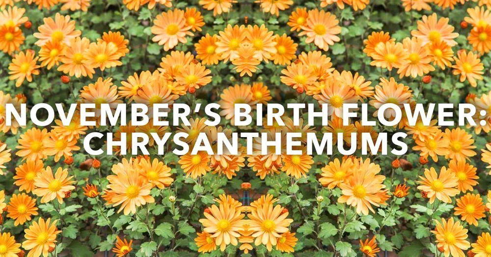 November Birth Flowers: Chrysanthemum & Peony