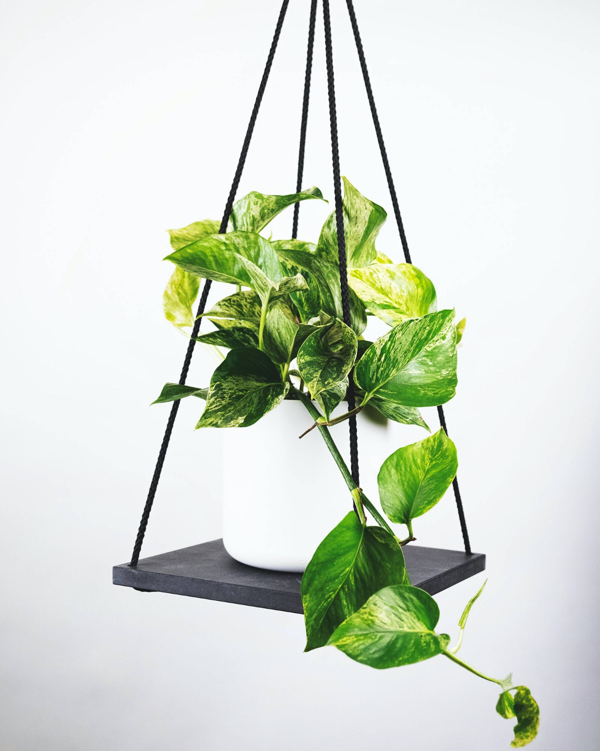 philodendron pet friendly Tree Philodendron Selloum main image 1
