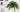 Why Boston Ferns Are a Timeless Touch for Summer Interiors