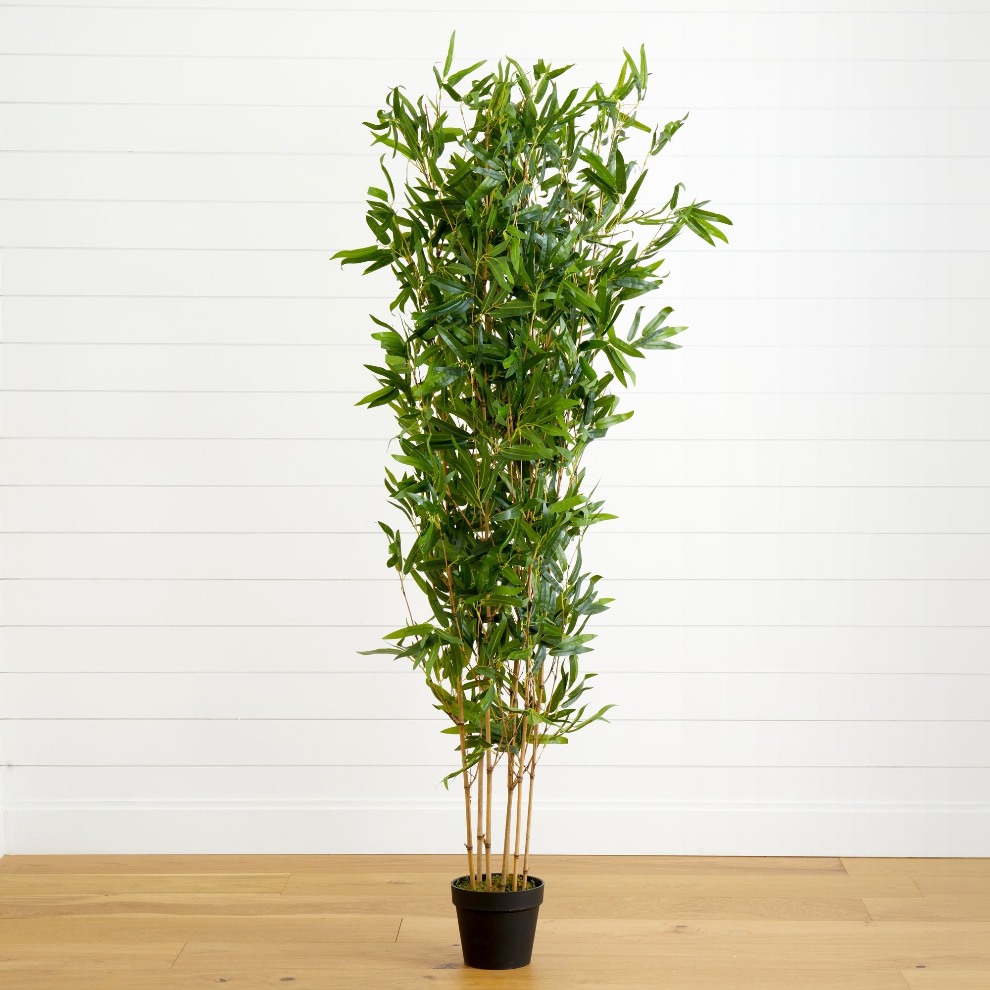 monstera variegata thai constellation kaufen Premium Highly Variegated Growers Choice Monstera Thai Constellation M