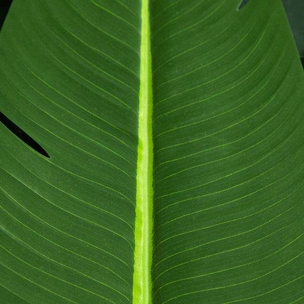 11' Artificial Travelers Palm Tree