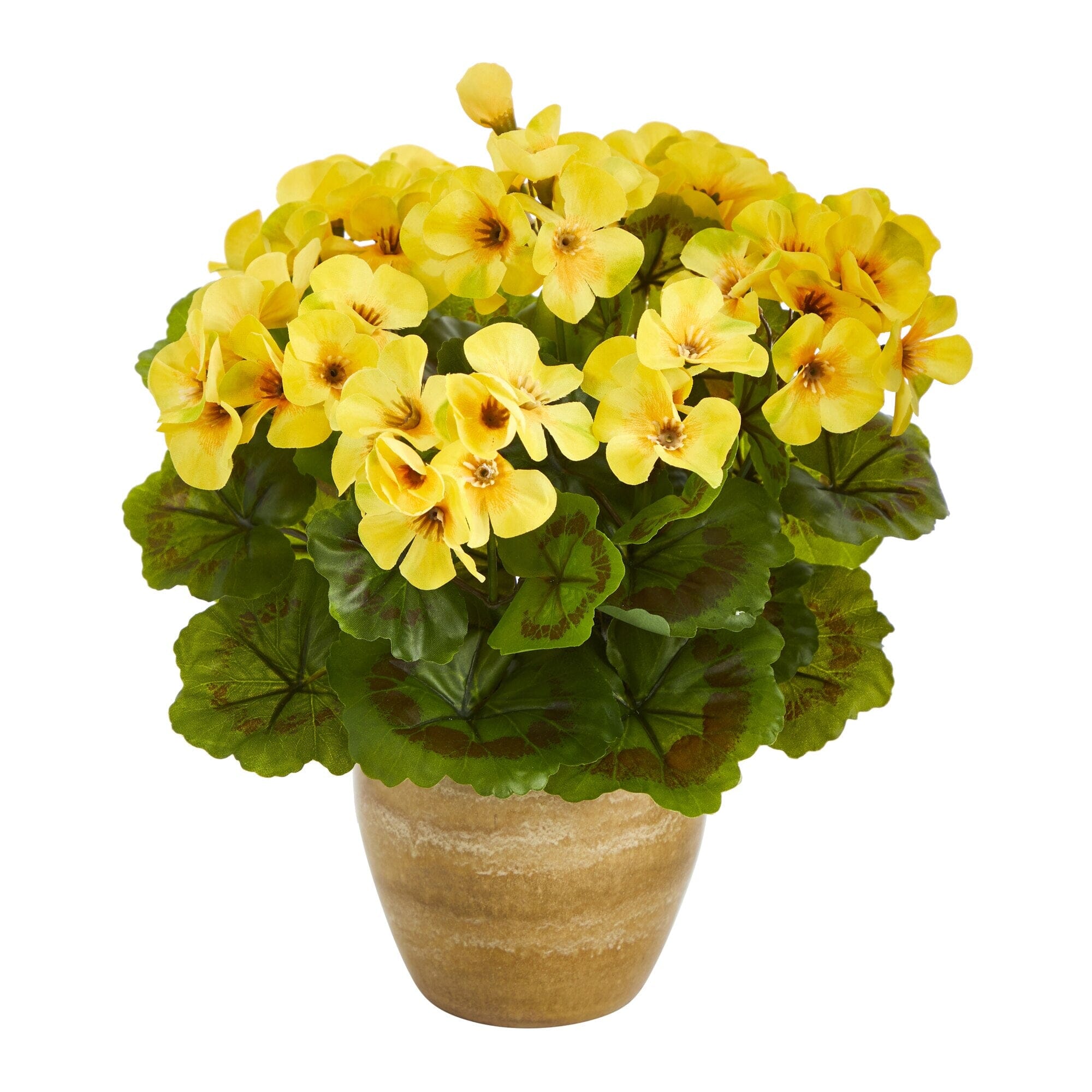 hawaiian sunshine dracaena Dracaena 'Hawaiian Sunshine' main image 1