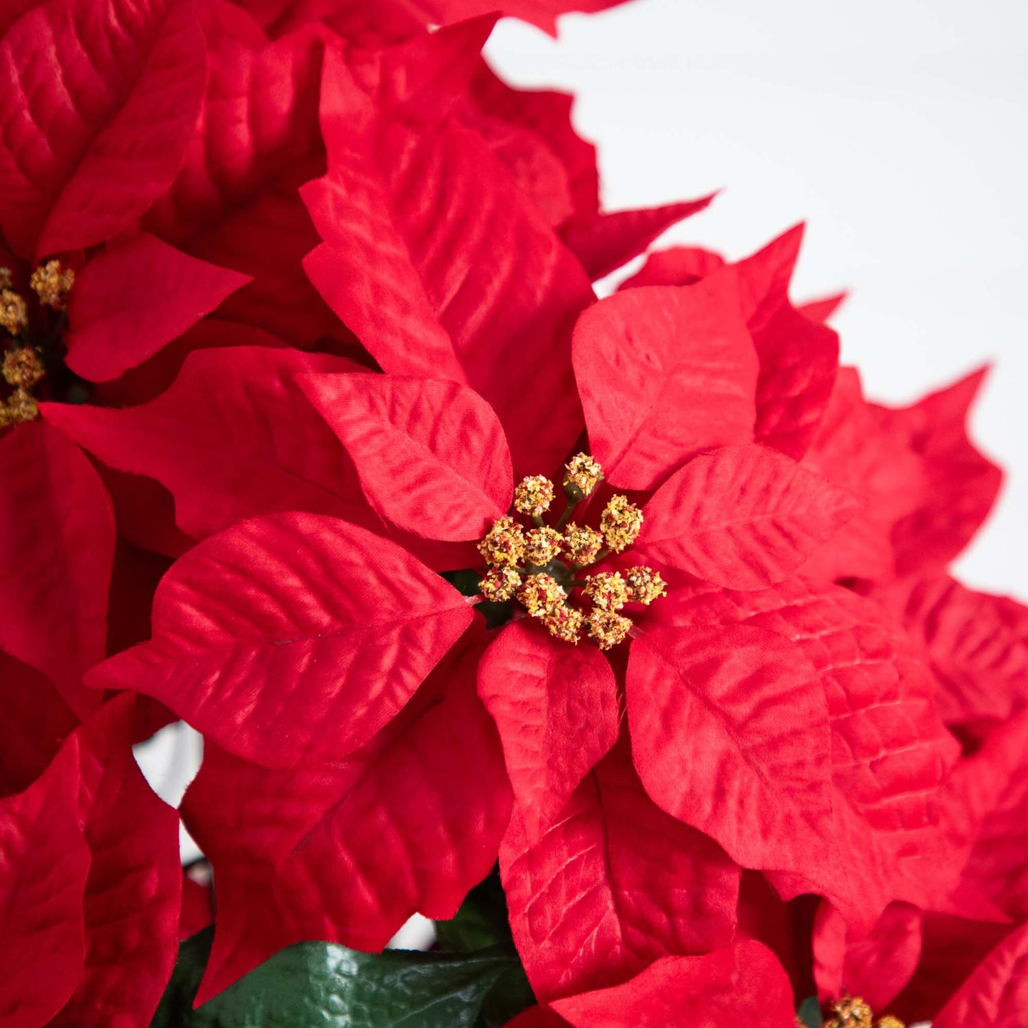 Poinsettias