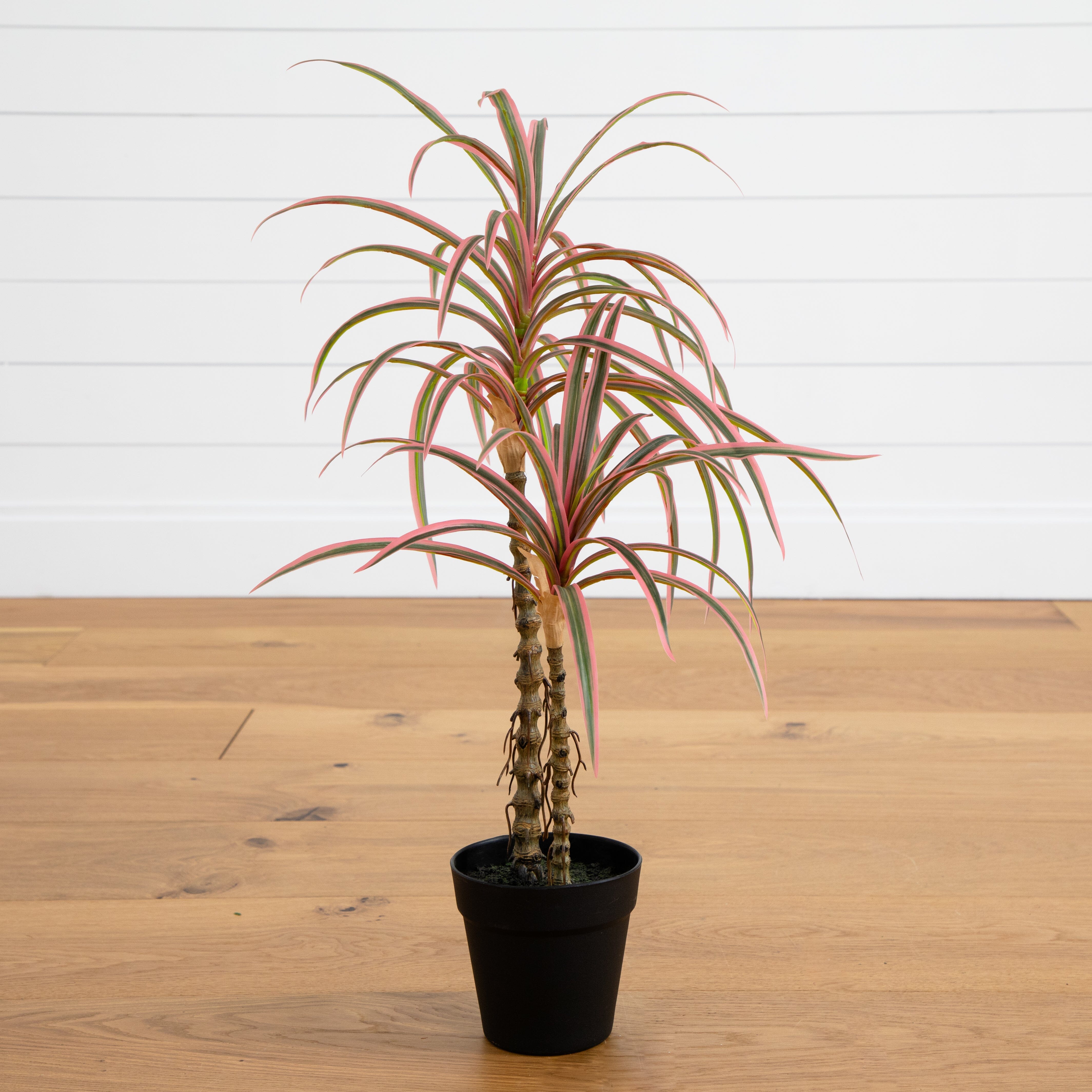 pot size for dracaena marginata Nearly Natural 2ft. Artificial Dracaena Marginata Plant