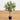 2.5' Olive Silk Tree