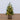 3’ Finland Fir Artificial Christmas Tree in Decorative Planter