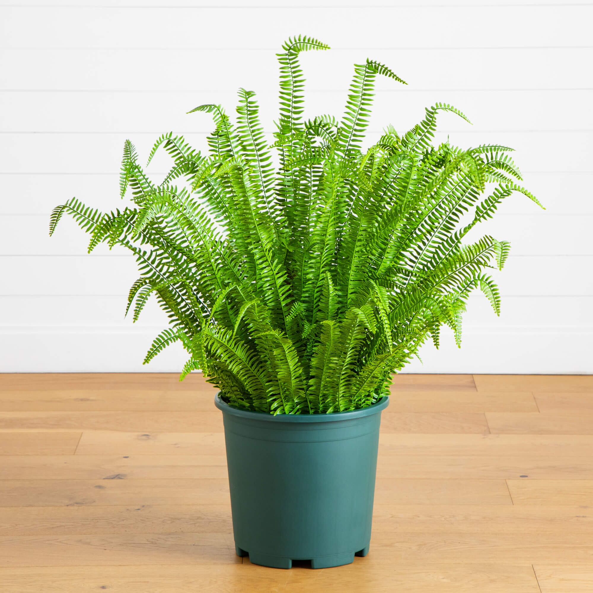 Nearly Natural 4ft. UV Resistant Artificial Boston Fern Plant with Real Touch Leaves (Indoor/Outdoor)