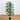 4' Multi Bambusa Bamboo Silk Tree