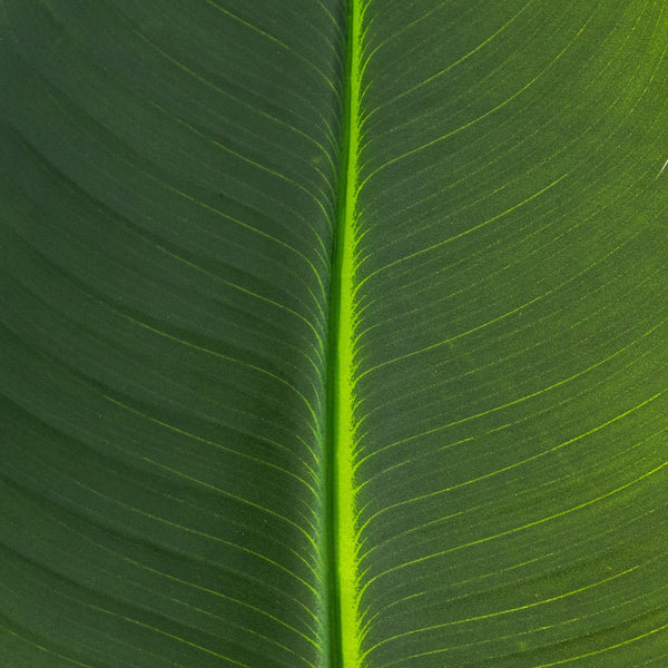 40" Artificial Travelers Palm Stems- Set of 6