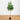 5’ Artificial Audrey Ficus Tree