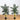 5’ Artificial Double Stalk Golden Cane Palm Tree- Set of 2