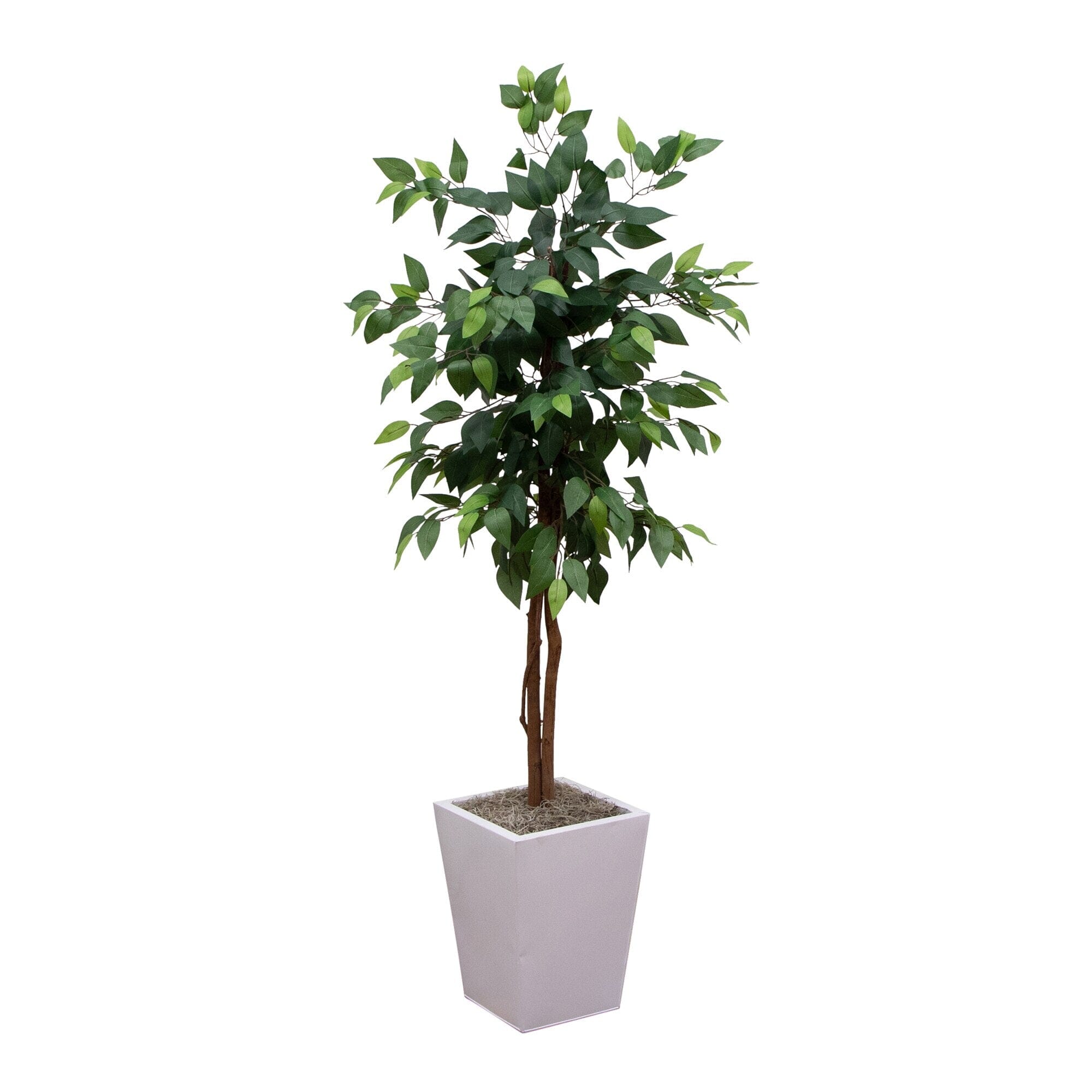 5 Artificial Ficus Tree In White Metal Square Planter Nearly Natural latex-elastic-single-colour-rope-vip-at-rs-120-dozen-in-prayagraj