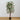 5' Wisteria Silk Tree