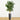 5.5’ Bamboo Tree in Gray Cylinder Planter