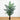 6’ Areca Palm Tree