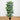6' Artificial Green Bamboo Palm Silk Tree