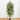 6' Bamboo Tree