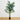 6’ Kentia Palm Tree