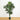 6' Kentia Silk Tree