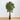 6' Multi Vine Bougainvillea Silk Tree