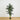 6’ Triple Stalk Golden Cane Artificial Palm Tree