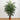 6.5' Areca Palm UV Resistant (Indoor/Outdoor)