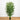 7' Bamboo Tree UV Resistant (Indoor/Outdoor)
