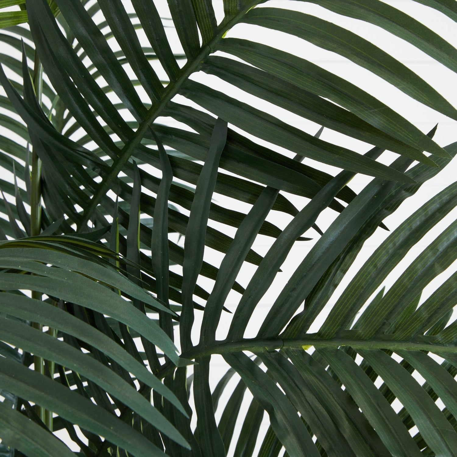7' Paradise Palm