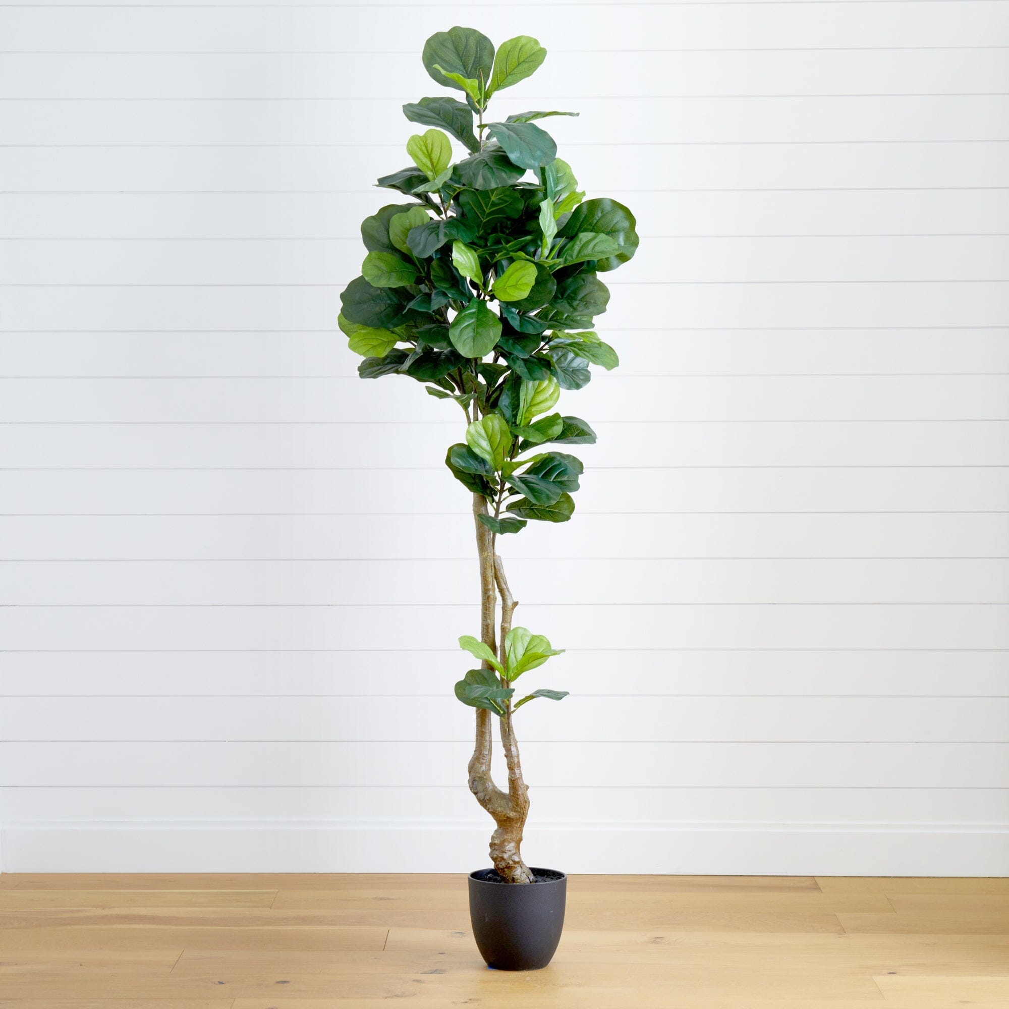 real touch fiddle leaf fig Nearly Natural 78 in. Real Touch Artificial Fiddle Leaf Tree