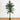8' Golden Cane Palm Silk Tree