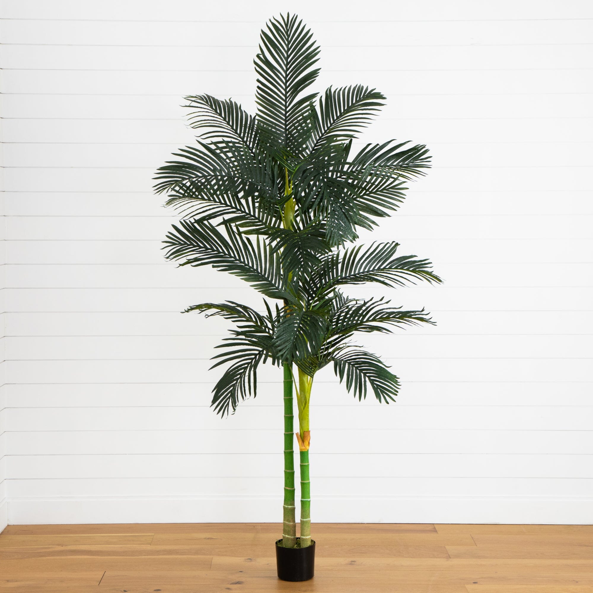 palm tree style plants 8 ft. Golden Cane Palm Silk Tree
