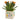 11” Cactus Succulent Artificial Plant in “New Baby” Planter