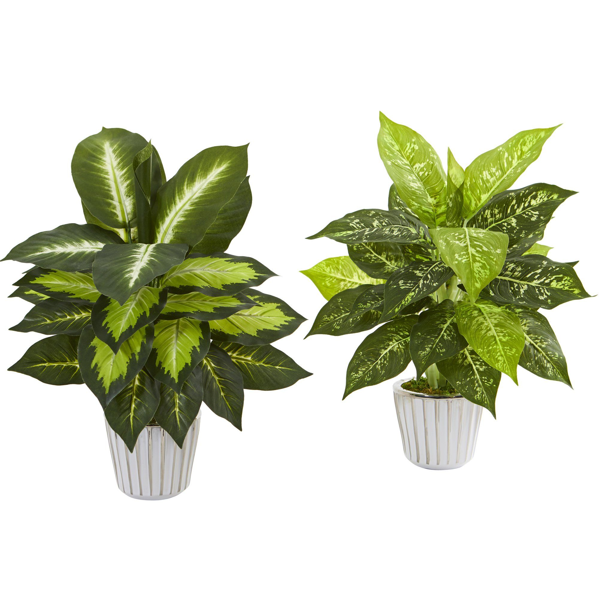 19” Dieffenbachia Artificial Plant in White Vase (Set of 2) Nearly