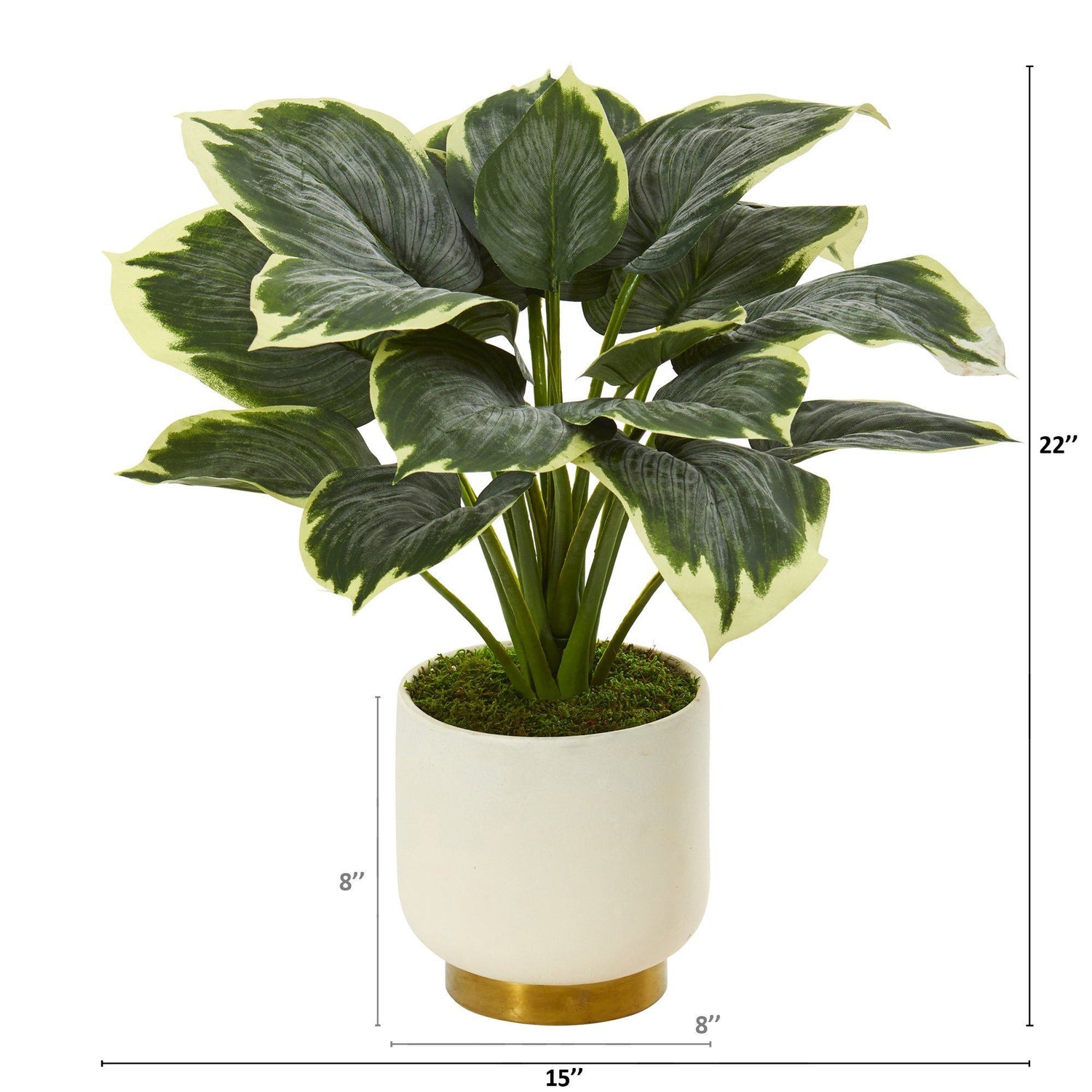 22” Variegated Hosta Artificial Plant in Cream Planter with Gold Base