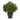 23” Peperomia Plant UV Resistant (Indoor/Outdoor)