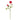 23" Ranunculus Stem (Set of 12)"