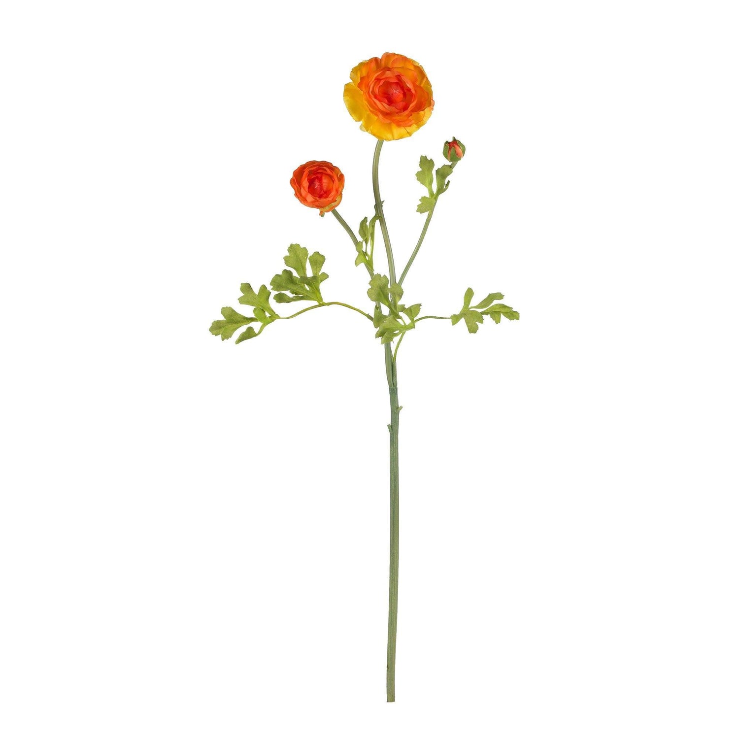 23" Ranunculus Stem (Set of 12)"