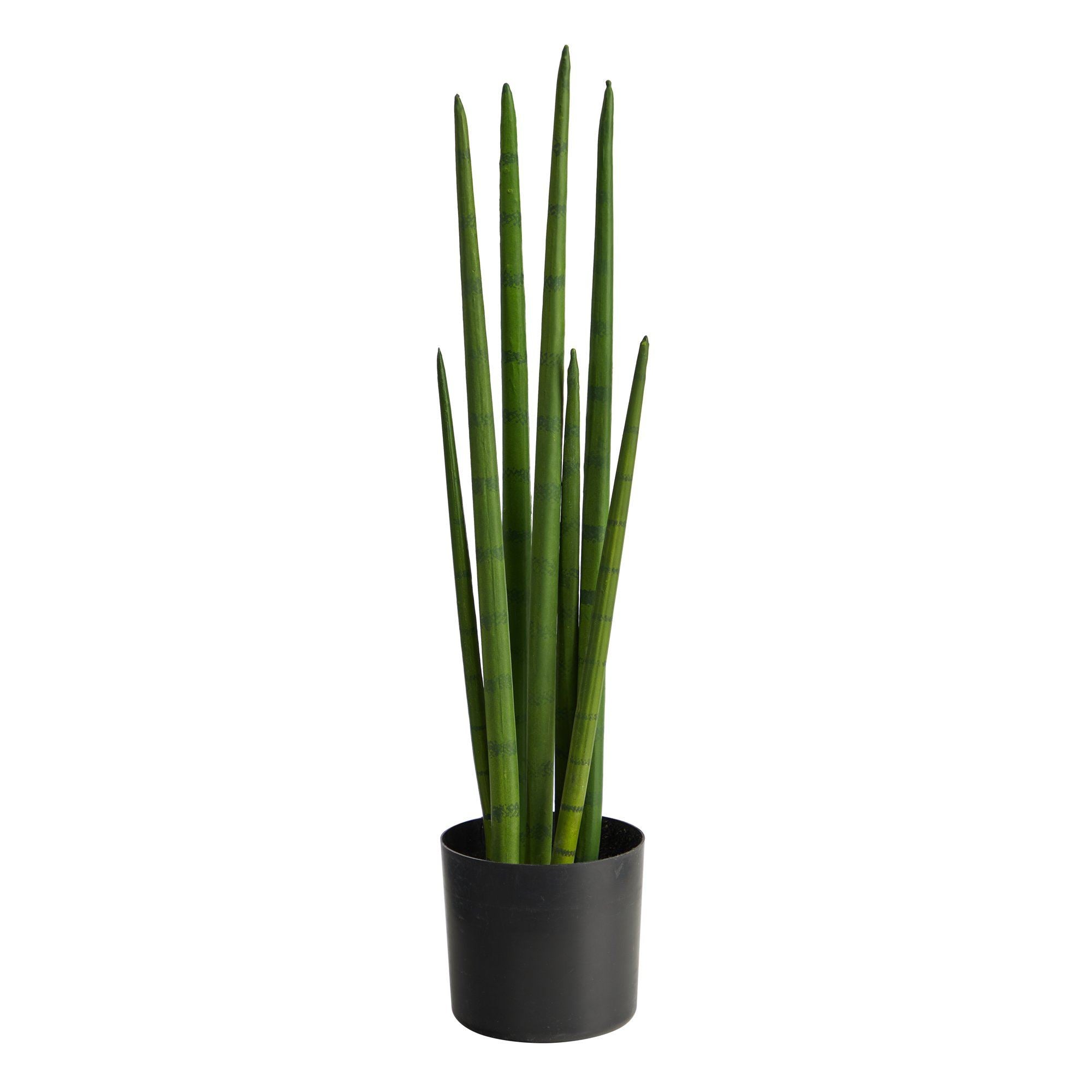 succulents assorted 12 Pack Assorted Succulents | Succulent Set main image 0