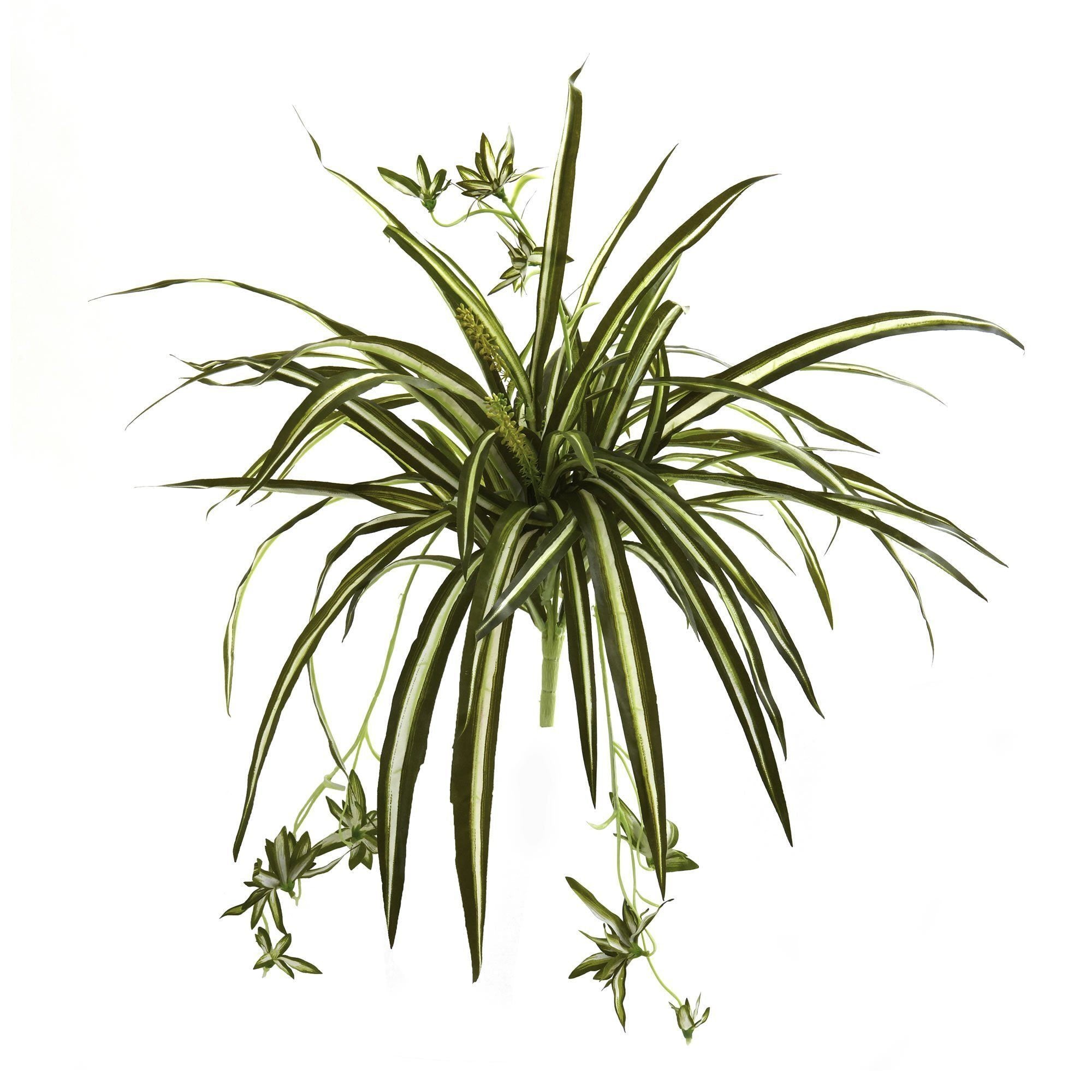 spider plant diagram 23” Spider Plant Bush (Set of 4)