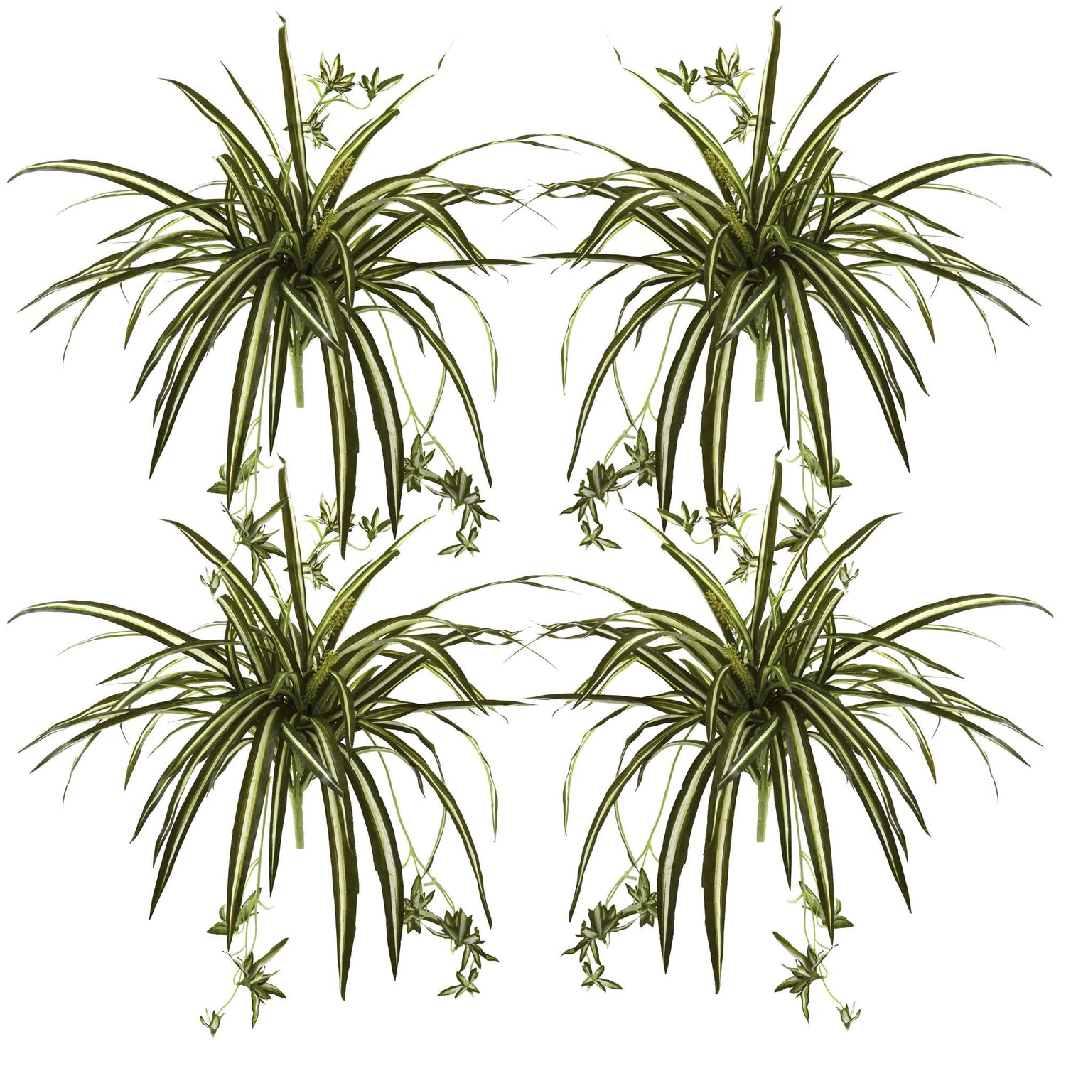 23” Spider Plant Bush (Set of 4)