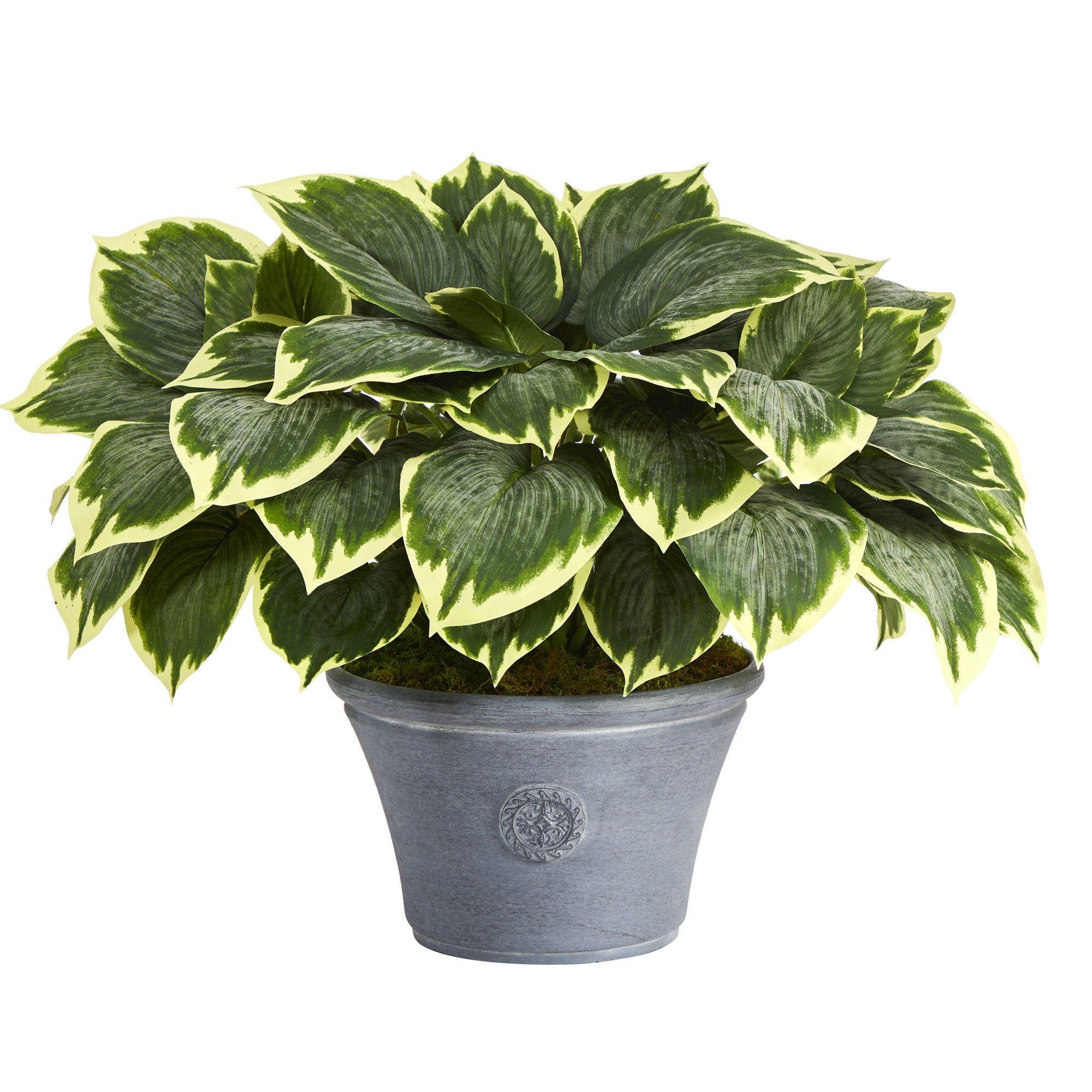 plastic hosta plants Nearly Natural 23in. Variegated Hosta Artificial Plant in Gray Planter