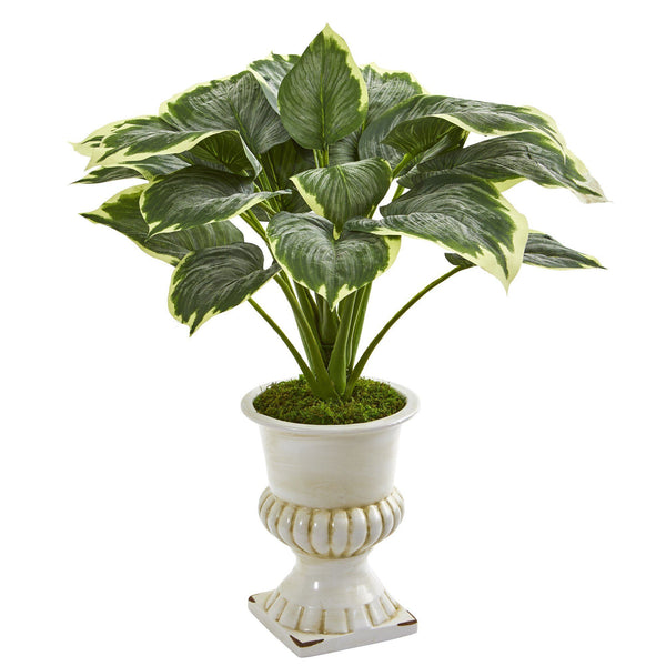 24” Variegated Hosta Artificial Plant in White Urn