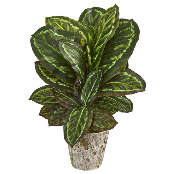 26” Maranta Artificial Plant in Weathered Oak Planter
