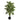 3’ Areca Palm Tree