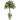 3’ Stephanotis Topiary w/Planter