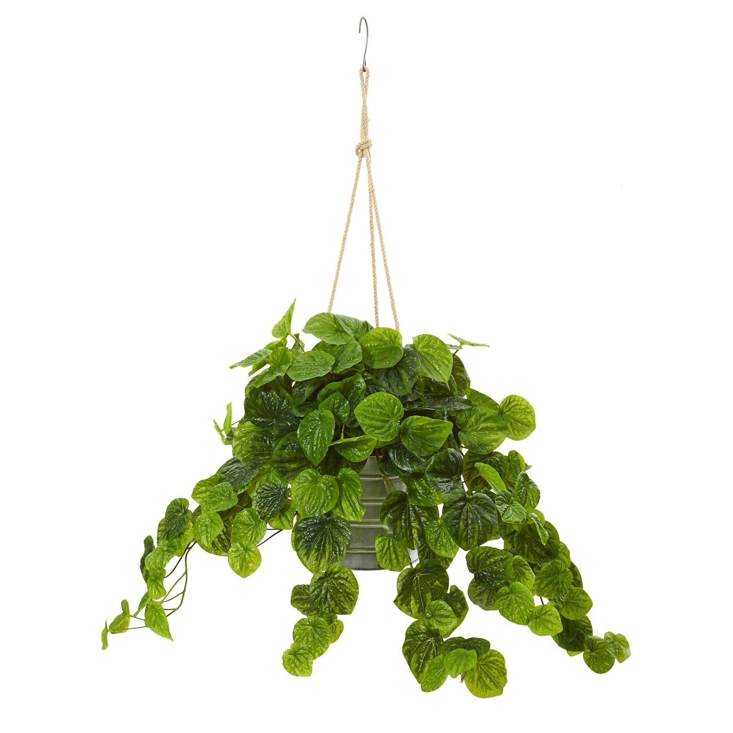 30” Peperomia Plant in Hanging Bucket (Real Touch)
