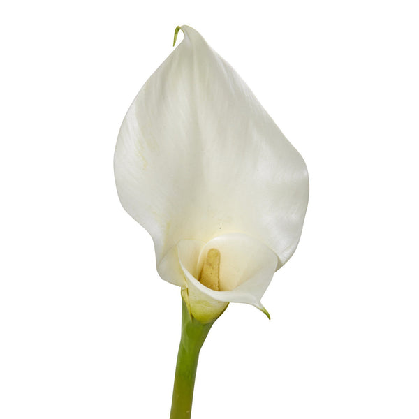 33” Calla Lilly Artificial Flower (Set of 4)