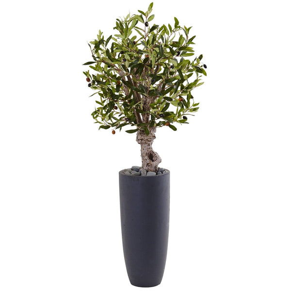 3.5’ Olive Tree in Gray Cylinder Planter