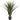 4’ Spiked Agave Plant